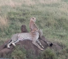 5 Tage Tansania Safari mit Heißluftballon im Tarangire, Serengeti und Ngorongoro Krater, Tansania - Photo 4