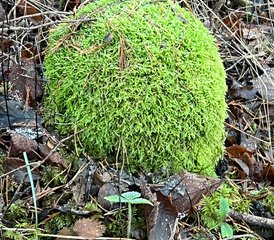 4 jours en retraite bien-être Dharma Harmony dans le comté de Saare, Estonie : calme, nature et créativité - Photo 2
