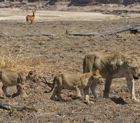 7 Dag Safari Waarbij u South Luangwa en de Victoriawatervallen in Zambia verkent - Photo 5