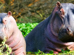 8 Day Discover Kenya Safari in Amboseli, Lake Naivasha, Lake Nakuru, and Masai Mara