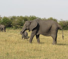 3 Tage Flug-Lodge-Safari (Hin- und Rückflug) zum Serengeti-Nationalpark und zum Ngorongoro-Krater in Tansania - Photo 3