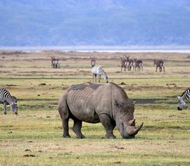 8 jours safari confort inoubliable au Kenya et en Tanzanie - Photo 3