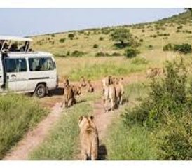 3 Day Great Migration Budget Camping Safari in Maasai Mara National Reserve, Kenya  - Photo 2