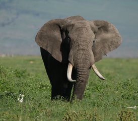 5 jours safari en groupe partagé en Tanzanie au Serengeti, à Tarangire et au cratère du Ngorongoro, Tanzanie - Photo 5