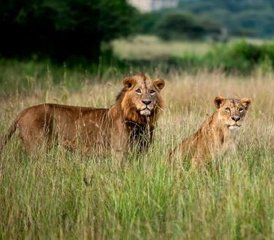 3 Day Budget-Friendly Masai Mara Safari in Kenya  - Photo 2