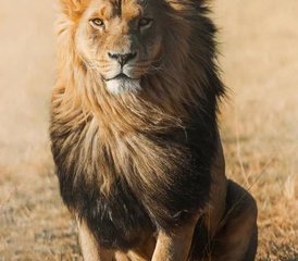 103 jours de safari économique dans le Masai Mara, Kenya - Photo 1