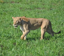 14 jours en stage de safari au cœur des terres sauvages de l’Ouganda - Photo 5