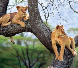 5 días de safari privado en Tanzania: Tarangire, Serengeti, cráter de Ngorongoro y lago Magadi - Photo 3