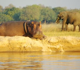 14 jours safari à travers les vallées du Zambèze et de la Luangwa avec croisière au coucher du soleil, Zambie - Photo 3