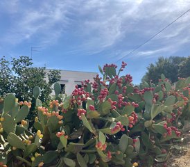 3 Day Private Spiritual Yoga and Healing Retreat in Ostuni, Italy - Photo 4