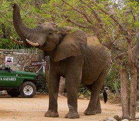 6 Day Classic Safari in Balule Nature Reserve and Kruger National Park, South Africa - Photo 3
