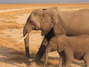 8 Day Kenya Safari Experience - Amboseli and Tsavo Extension Diani Beach