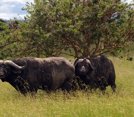 5 Tage Best of Lake Manyara, Ngorongoro und Tarangire Camping-Safari in Tansania - Photo 5