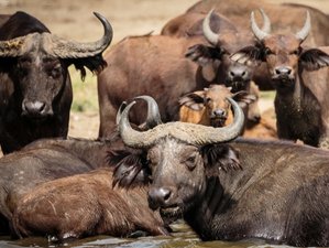 3 Days Queen Elizabeth National Park Safari in Uganda