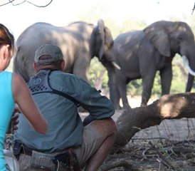 114 Tage Mana Shoreline Walking Safari Tour in Simbabwe - Photo 1