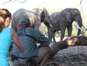 4 Day Mana Shoreline Walking Safari Tour in Zimbabwe