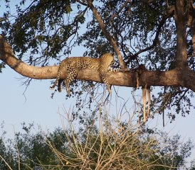 511-Daagse Safari Tour in Botswana - Photo 1