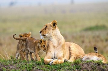 7 Tage Kenia Safari Abenteuer in Masai Mara, Lake Nakuru, Aberdare und Ol Pejeta Conservancy, Kenia