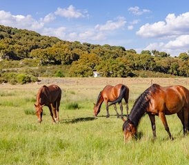 06 Day Embrace Yourself, Nature, Horses, Sound Massage, Coaching, Yoga, Mindfulness in Southern Spain - Photo 1