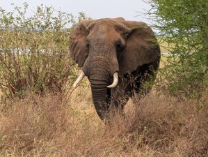 5 Tage Private Luxus-Safari in Tansania mit Inlandsflügen Inklusive