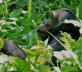 3 Tage Gorilla Trek und Kulturreise in Kigali, Uganda - Photo 5