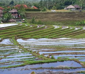 7 Day Transformative Yoga Holiday in Bali, Indonesia - Photo 4