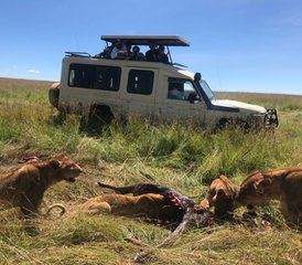 3 Day Small Group Joining Safari in Masai Mara with Land Cruiser Jeep in Kenya - Photo 3
