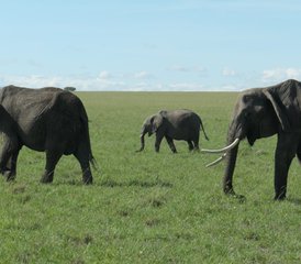 3 jours safari en lodge de catégorie intermédiaire au Maasai Mara, Kenya - Photo 2