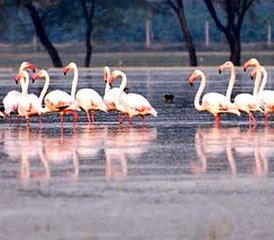 6 jours en stage de safari tigre au parc national de Ranthambore avec visites de Delhi, Agra et Jaipur - Photo 5