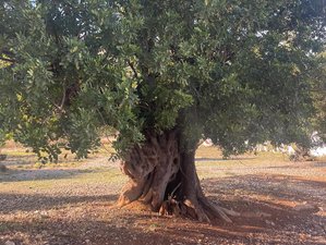 6 Day Walking, New Beginnings, Meditation, and Yoga Retreat for Intermediates in Alicante, Spain