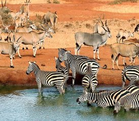 75 jours en stage safari au lac Manyara, au Serengeti et dans le cratère du Ngorongoro en Tanzanie - Photo 1