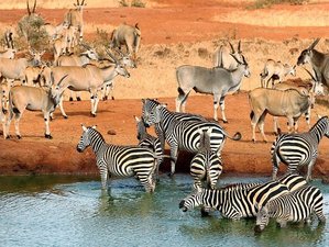 5 Day Lake Manyara, Serengeti, and Ngorongoro Crater Safari in Tanzania 