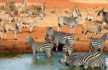 5-Daagse Safari bij Lake Manyara, Serengeti en de Ngorongorokrater in Tanzania