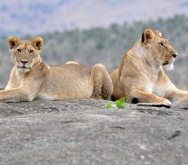 4 jours en safari économique de groupe au Maasai Mara et au lac Nakuru, Kenya - Photo 5