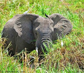 13 jours en stage de safari animalier et trekking gorilles en Ouganda - Photo 3