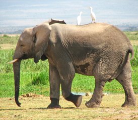 3 jours en stage de safari en camping au parc national d’Amboseli, Kenya - Photo 5