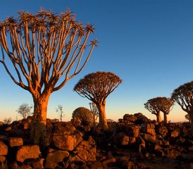 7 Day Southern Namibia Safari Adventure Camping Tour - Photo 4
