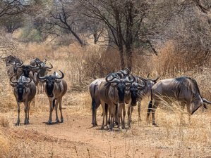 2 Day Tsavo East National Park Safari