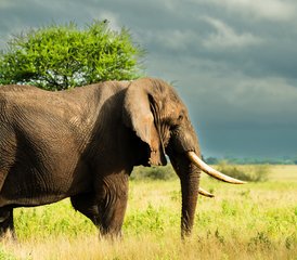3 días de safari por el Parque Nacional de Tarangire, el cráter del Ngorongoro y el lago Manyara desde Arusha, Tanzania - Photo 4