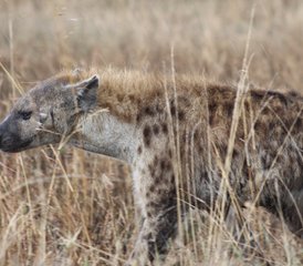 7 Tage Serengeti Safari in Tansania: Big Five, Große Migration und Luxus in der Wildnis - Photo 5