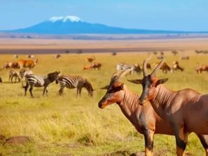5 jours safari à Amboseli, Naivasha et Nakuru, Kenya