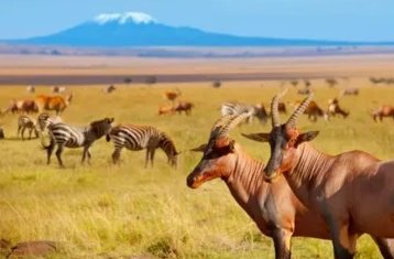 5 jours safari à Amboseli, Naivasha et Nakuru, Kenya