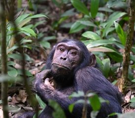 8 días de safari de los Cinco Grandes, gorilas y chimpancés en Uganda - Photo 3