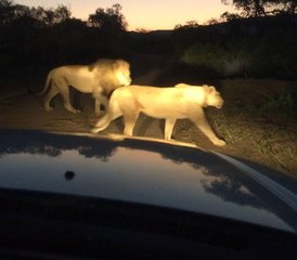4 Tage Entdecken Sie den malerischen Krüger-Nationalpark: Private Big-Five-Safari in Südafrika - Photo 4