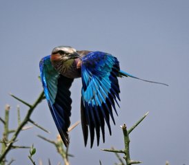 5 Day Safari to Discover Tanzania's Wildlife Splendor - Photo 3