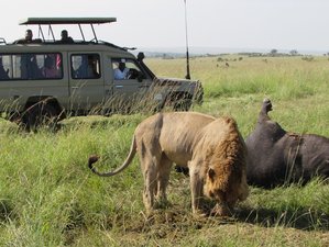 5 Day Best Kenya Safari at Masai Mara Game Reserve and Lake Nakuru and Amboseli National Parks