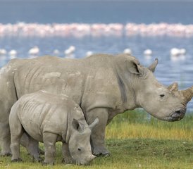 4 jours en stage de safari au Masai Mara et au parc national du lac Nakuru au Kenya - Photo 3