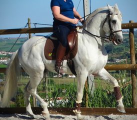 6 Days Intensive Dressage Holiday with Lusitano Horses in Alenquer, Centro Region, Portugal - Photo 4