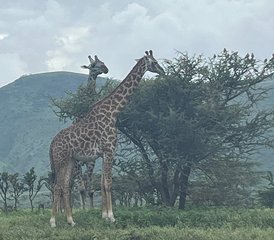 5 Jours en Safari en Groupe en Tanzanie Au Tarangire, Serengeti Et Cratère Du Ngorongoro, Tanzanie - Photo 5