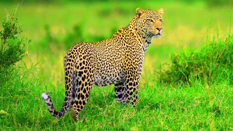 Sri Lanka Nature Tour 11 Days: Explore Pristine Wilderness